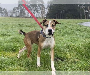 American Pit Bull Terrier-Unknown Mix Dogs for adoption in McKinleyville, CA, USA