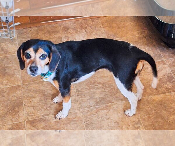 Medium Photo #2 Beagle Puppy For Sale in Candler, NC, USA