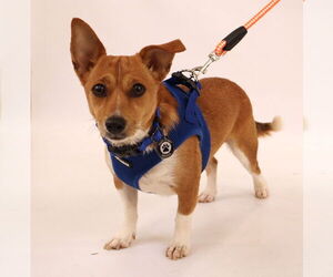 Rat-Cha Dogs for adoption in Princeton, MN, USA