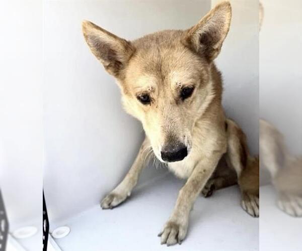 Medium Photo #1 German Shepherd Dog-Shiba Inu Mix Puppy For Sale in Houston, TX, USA