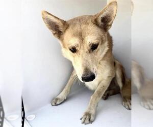 German Shepherd Dog-Shiba Inu Mix Dogs for adoption in Houston, TX, USA