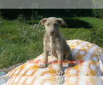 Image preview for Ad Listing. Nickname: Amber Vanilla