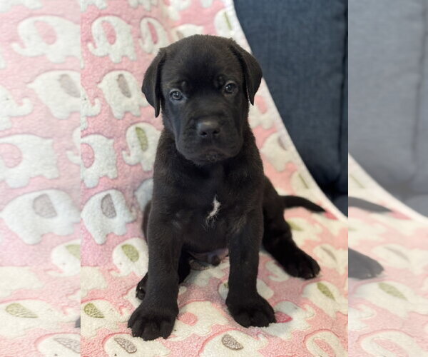Medium Photo #6 Labrador Retriever-Unknown Mix Puppy For Sale in San Diego, CA, USA