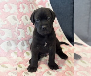 Charlotte's Puppy Tucker - Male Labrador Retriever-Unknown Mix Dog for Adoption - Photo #6