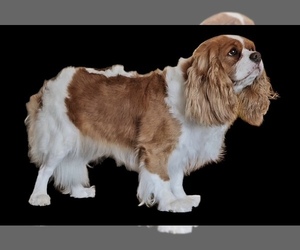 Mother of the Cavalier King Charles Spaniel puppies born on 05/23/2025
