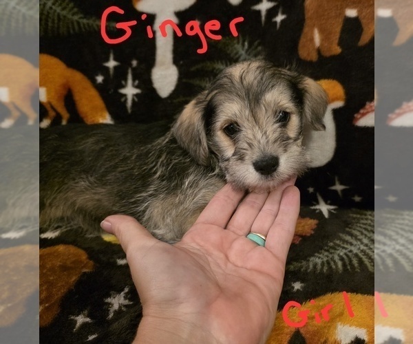 Medium Photo #4 Chizer Puppy For Sale in MONTEZUMA, GA, USA