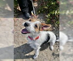 Small Jack Russell Terrier