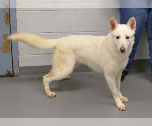 Medium Photo #2 German Shepherd Dog-Unknown Mix Puppy For Sale in Pittsburgh, PA, USA