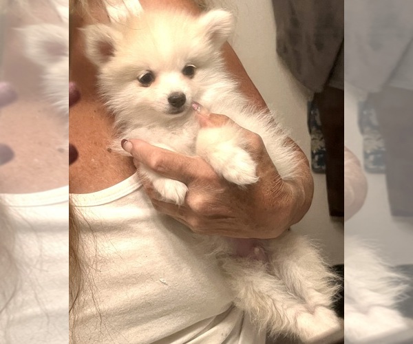 Medium Photo #1 Pomsky Puppy For Sale in GOLDEN VALLEY, AZ, USA