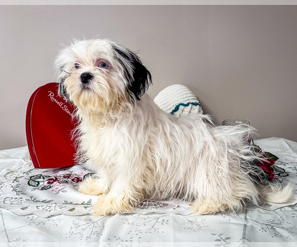 Medium Photo #4 Shih Tzu Puppy For Sale in WAKARUSA, IN, USA