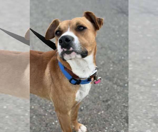 Medium Photo #9 Boxer-Unknown Mix Puppy For Sale in Turlock, CA, USA