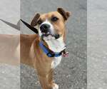 Small #8 Boxer Mix