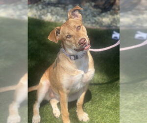Hazel - Female Carolina Dog-Unknown Mix Dog for Adoption - Photo #2