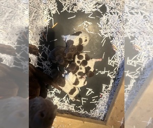German Shorthaired Pointer Litter for sale in BATESVILLE, IN, USA