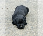 Small Photo #10 Labrador Retriever Puppy For Sale in AUBURN, CA, USA