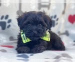 Small Photo #10 Poodle (Miniature)-Shorkie Tzu Mix Puppy For Sale in LAKELAND, FL, USA