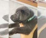Small Photo #12 Labrador Retriever Puppy For Sale in MC COOK, NE, USA