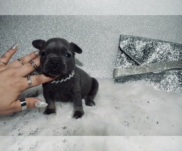 Medium Photo #5 French Bulldog Puppy For Sale in HAYWARD, CA, USA