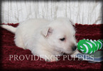 Small Photo #13 West Highland White Terrier Puppy For Sale in COPPOCK, IA, USA