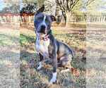Small #13 American Pit Bull Terrier-American Staffordshire Terrier Mix