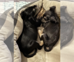 Small #2 Chihuahua Mix