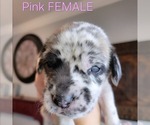 Puppy Pink Gracie Daniff-Neapolitan Mastiff Mix