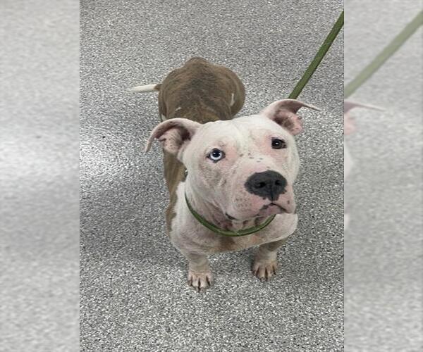 Medium Photo #1 Staffordshire Bull Terrier Puppy For Sale in Pasadena, TX, USA