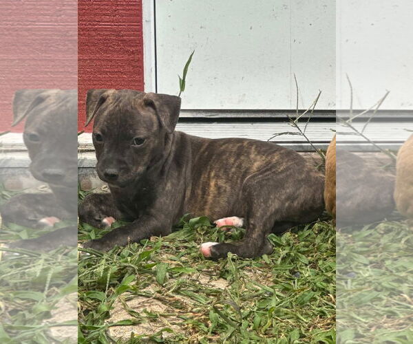 Medium Photo #5 American Pit Bull Terrier Puppy For Sale in Alexandria, VA, USA