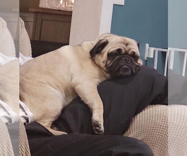 Medium Photo #1 Pug-Unknown Mix Puppy For Sale in Cuyahoga Falls , OH, USA