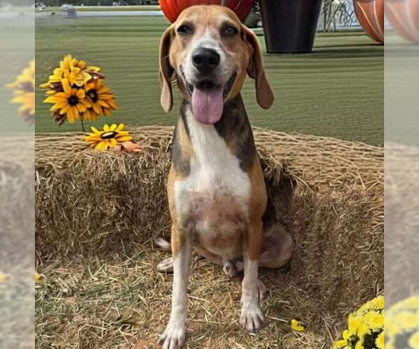 Medium Photo #2 Mutt Puppy For Sale in Rustburg, VA, USA