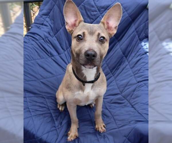 Medium Photo #3 Carolina Dog-Unknown Mix Puppy For Sale in Rockaway, NJ, USA