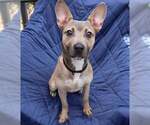 Small #2 Carolina Dog Mix