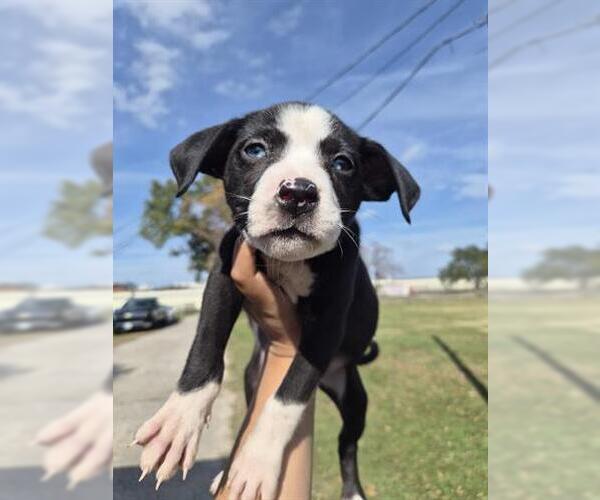 Medium Photo #1 Siberian Husky-Unknown Mix Puppy For Sale in Houston, TX, USA
