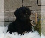 Small #3 Poodle (Miniature)