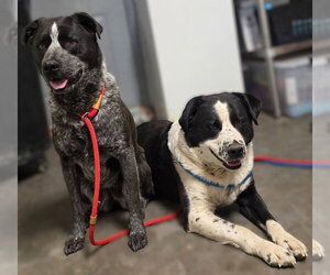 Ozzy - Male American Pit Bull Terrier-Border Collie Mix Dog for Adoption - Photo #2