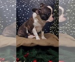 Small Photo #2 Faux Frenchbo Bulldog Puppy For Sale in POMEROY, OH, USA