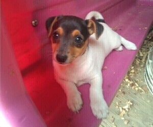 Rat Terrier Puppy for sale in HILLSBORO, WI, USA
