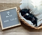 Small #6 Goldendoodle