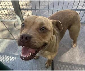 Mutt Dogs for adoption in Martinez, CA, USA