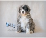 Small Photo #8 Bernedoodle Puppy For Sale in WEST SALEM, OH, USA