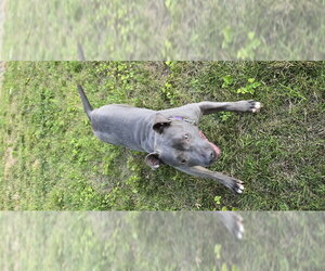 Macy - Female Mutt Dog for Adoption - Photo #4