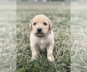 Golden Retriever Puppy for sale in FORDLAND, MO, USA