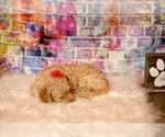 Small Photo #12 Goldendoodle Puppy For Sale in LAKE MARY, FL, USA