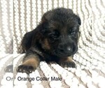 Puppy Orange Male German Shepherd Dog