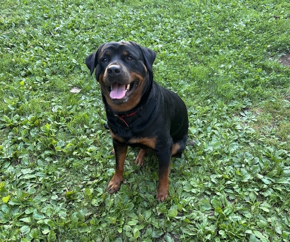 Medium Photo #1 Rottweiler Puppy For Sale in NARVON, PA, USA