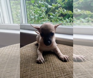 Chihuahua Puppy for sale in FIFE LAKE, MI, USA