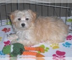 Small Photo #9 Havanese-Poodle (Toy) Mix Puppy For Sale in ORO VALLEY, AZ, USA