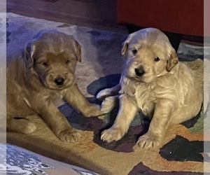 Goldendoodle Puppy for sale in RUTHERFORDTON, NC, USA