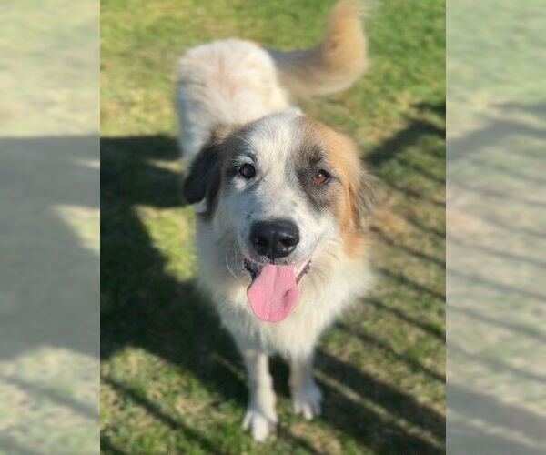 Medium Photo #1 Australian Shepherd-Unknown Mix Puppy For Sale in Riverside, CA, USA