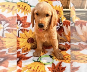 Golden Retriever Puppy for sale in VISALIA, CA, USA